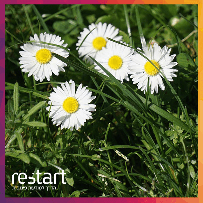 ניקיון פסח – סדר&nbsp;בחשבון